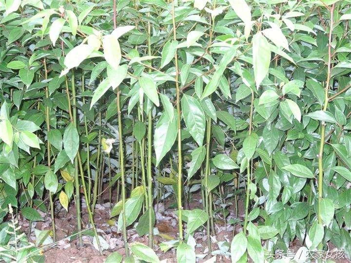 氯气价格影响因素探讨,多重因素解析