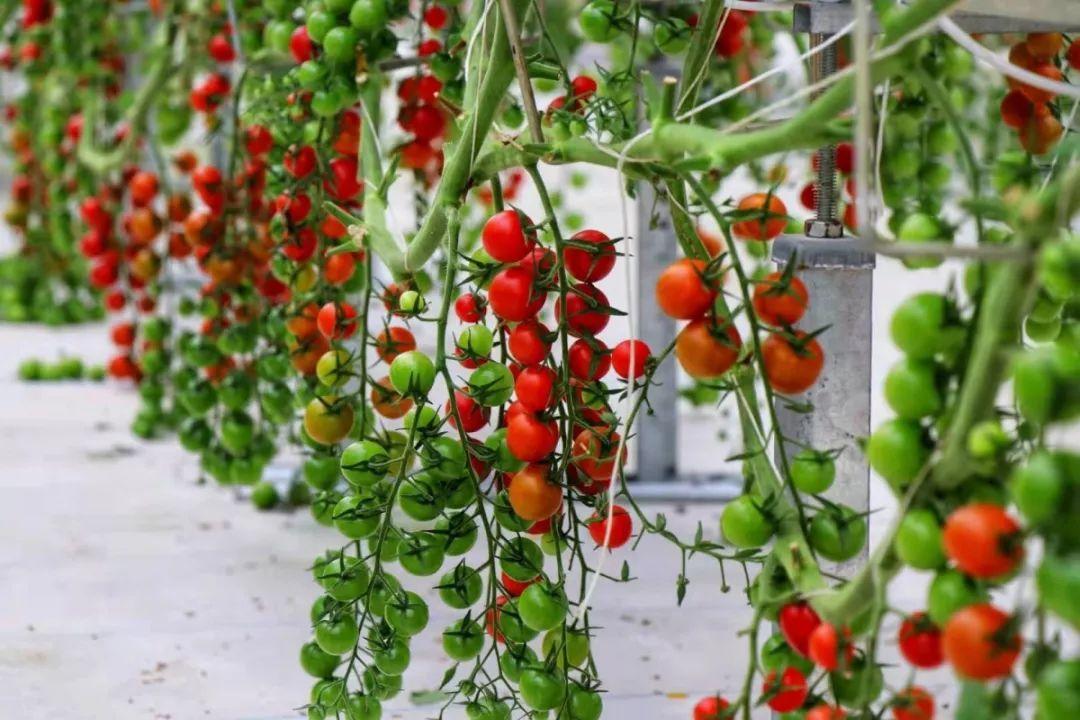 揭秘小巷深处的宝藏,揭秘隐藏价格之谜的12公分水杉的独特魅力与价格探索