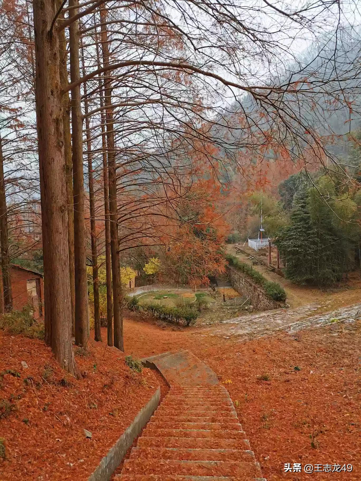 揭秘小巷深处的宝藏,揭秘隐藏价格之谜的12公分水杉的独特魅力与价格探索