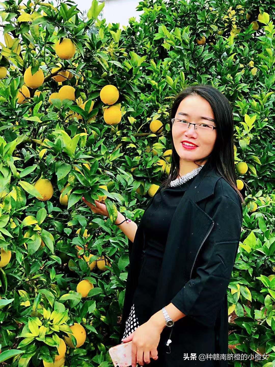 赣南脐橙上市啦!尝鲜攻略及赣南脐橙上市时间揭秘