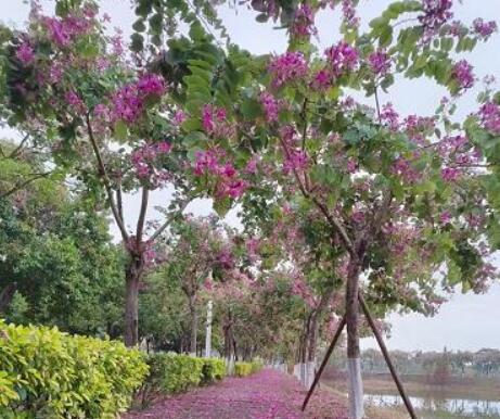 小榄沙口大桥最新动态,全面指南与实时更新实时播报