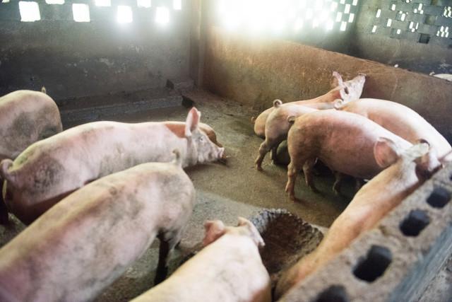 生猪最新行情概览,市场走势分析与未来展望