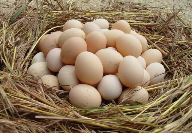 鸡蛋后期行情分析指南,预测与解读未来走势