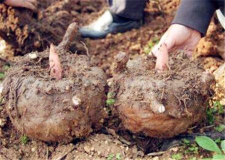 魔芋最新价格走势及其对市场的影响,一种深度分析