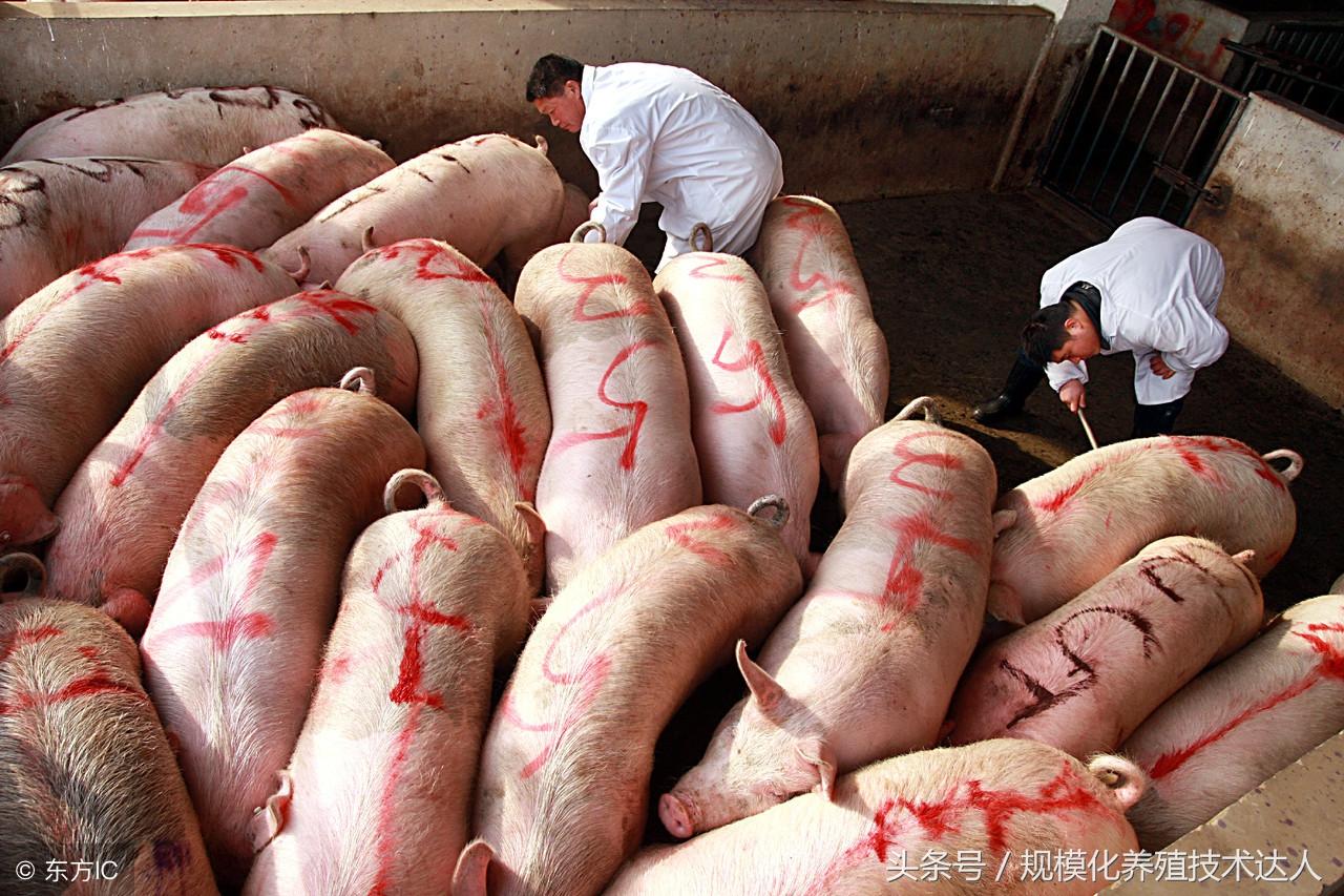 科技新品重塑防护体验,引领未来抗疫新纪元,最新疫情预告发布