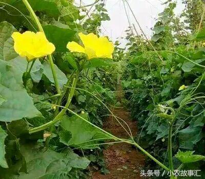 丝瓜影视最新探索,热门影视资源的新领地