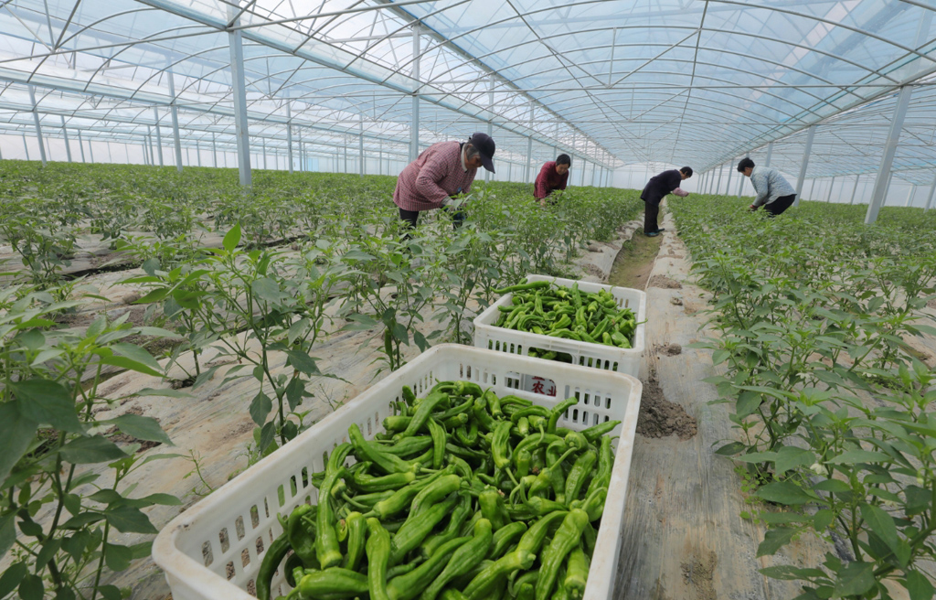 绿色革命推动蔬菜产业成长与自信,最新蔬菜新闻报道