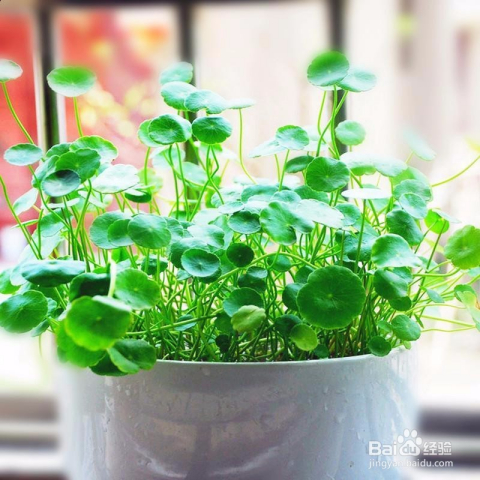 最新合种,生态与科技的融合辩论盛宴