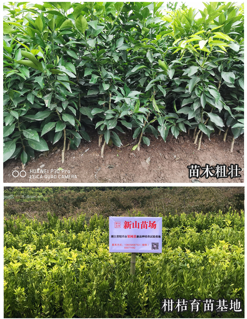 最新桔苗，桔树的希望与未来展望