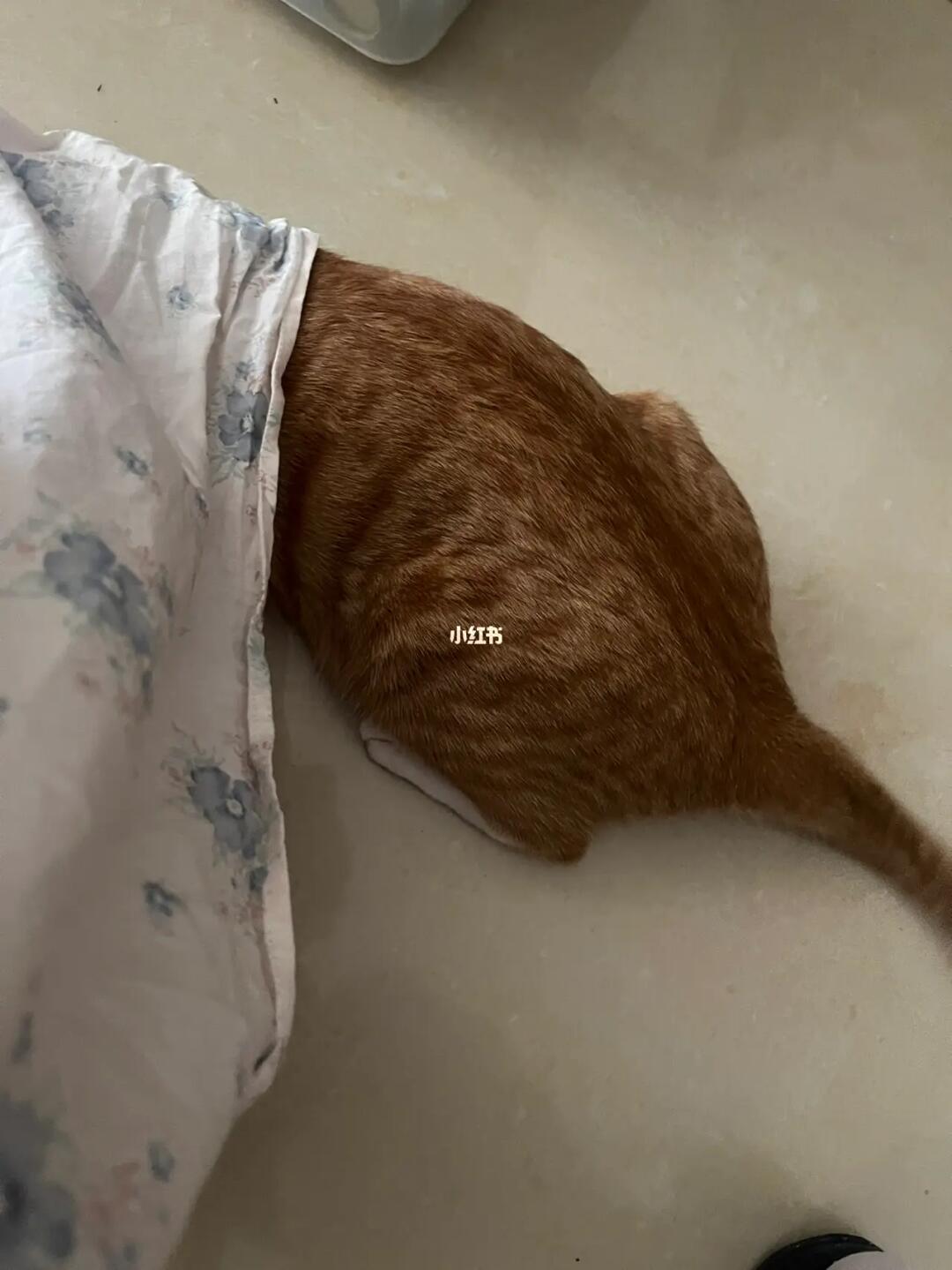 色猫猫最新，文化现象的深度解读与探讨