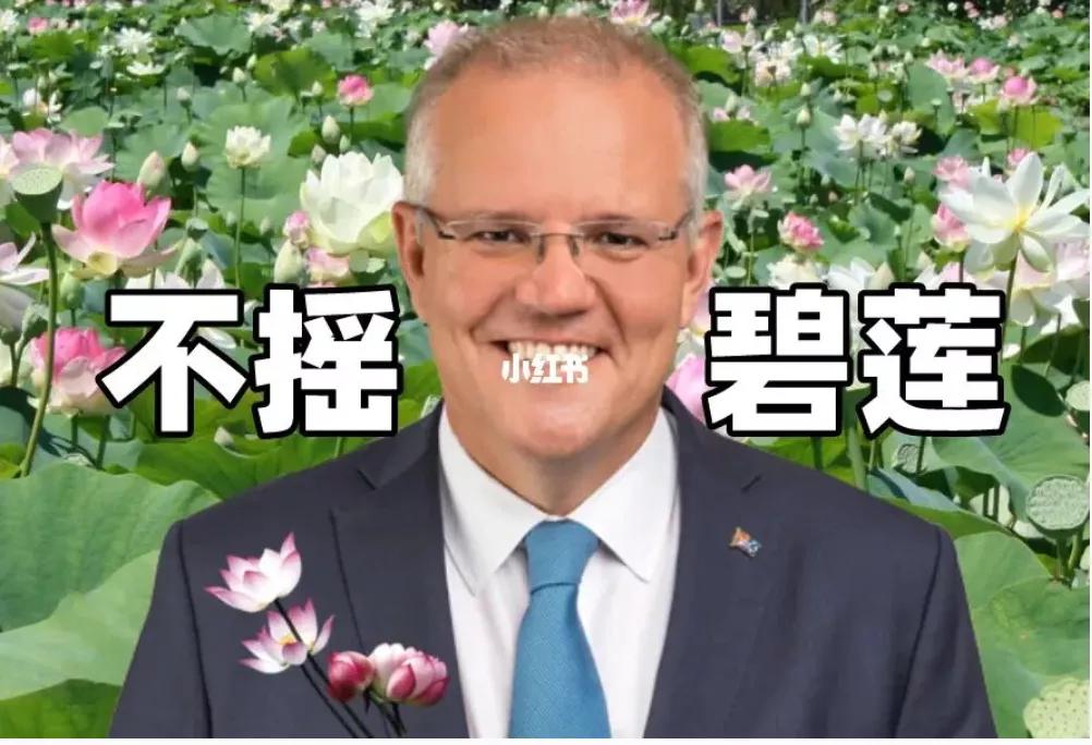 澳洲最新确诊,巷弄深处的独特邂逅