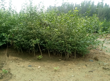 美国最新树苗,时代的绿意与未来的希望培育计划