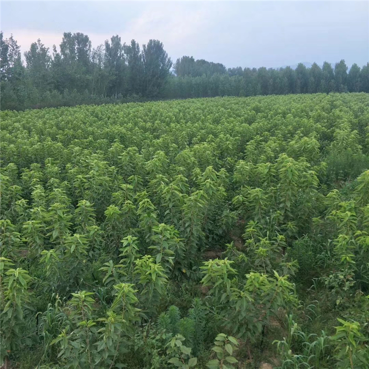 美国最新树苗,时代的绿意与未来的希望培育计划