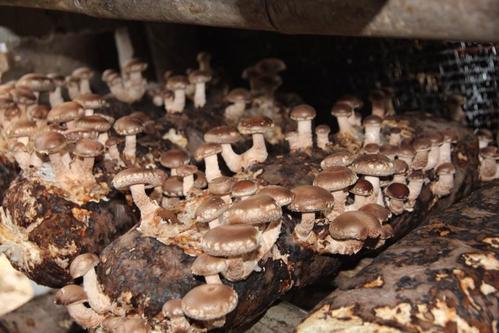 农业最新产量，繁荣的田野与时代同步前行。