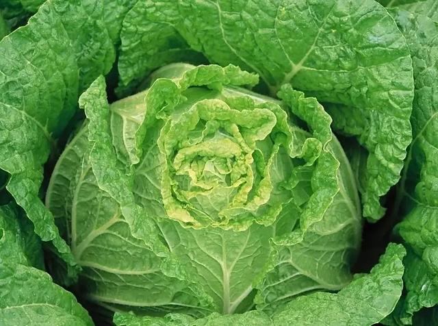 芥菜最新报道,小芥菜的温馨日常与友情故事揭秘