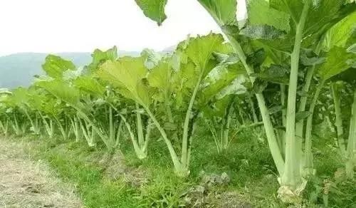 芥菜最新报道,小芥菜的温馨日常与友情故事揭秘