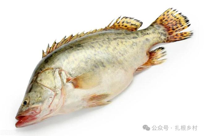 最新桂鱼行情分析与概览