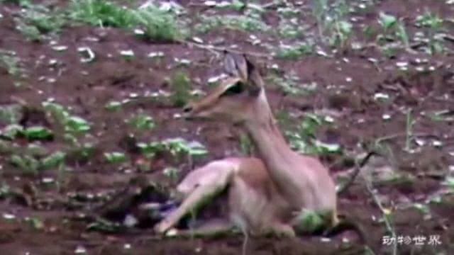 最新小品野味,创作步骤指南与赏析