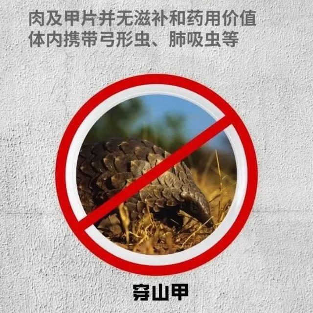 最新小品野味,创作步骤指南与赏析