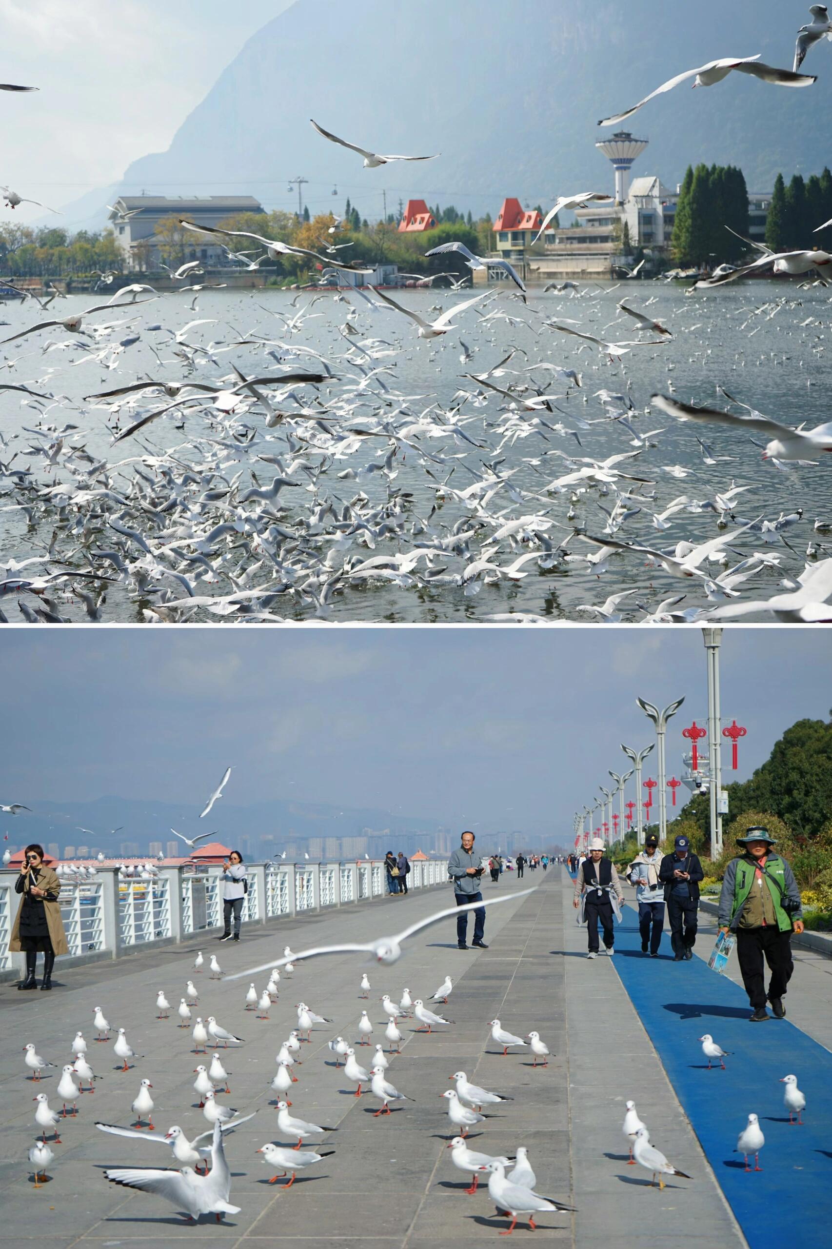 昆明海埂大坝海鸥最新动态，海鸥飞舞迎新春