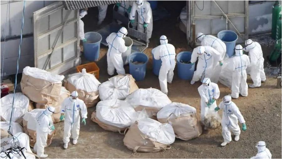 美国最新疫情死亡数详解，全面步骤指南
