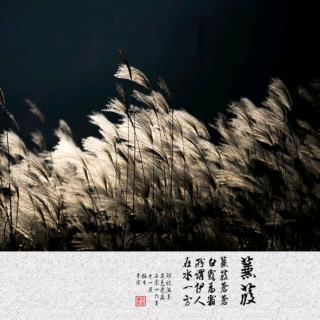 蒹葭最新版，小巷中的秘密美食探索