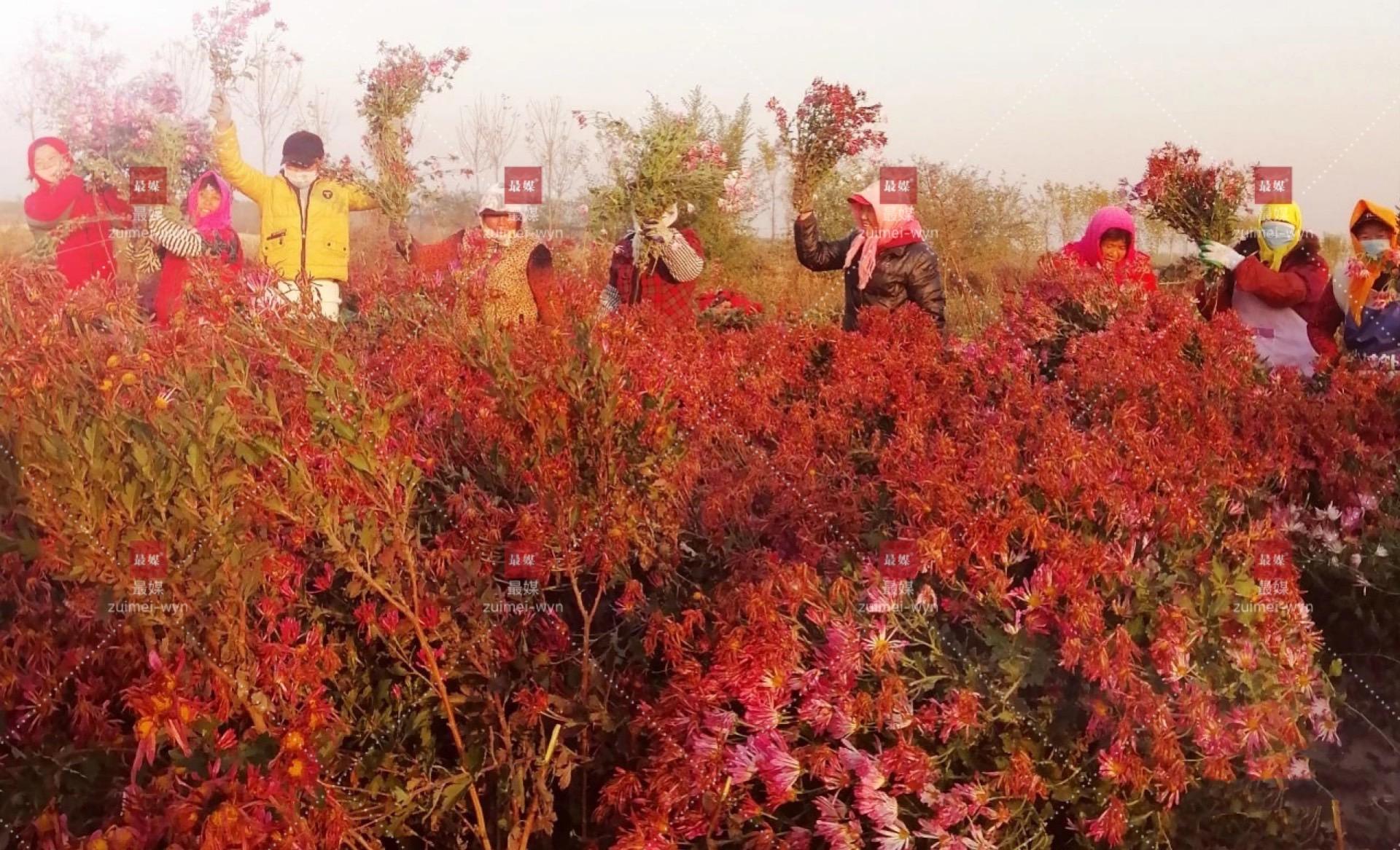 猪最新政策,变化中的机遇与自信成就的力量