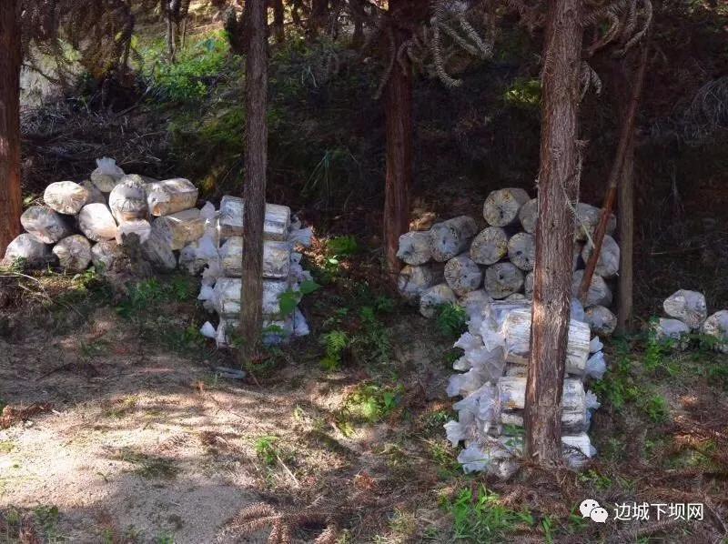 猪最新政策,变化中的机遇与自信成就的力量