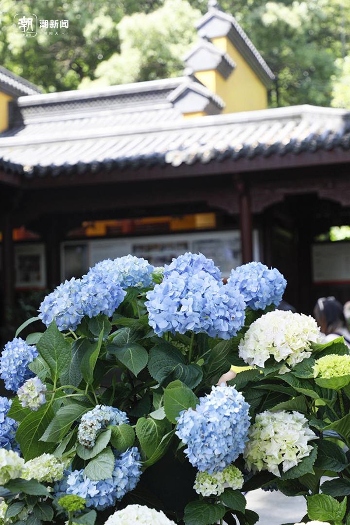 杭州绣球花盛开,奇妙一日与花共舞