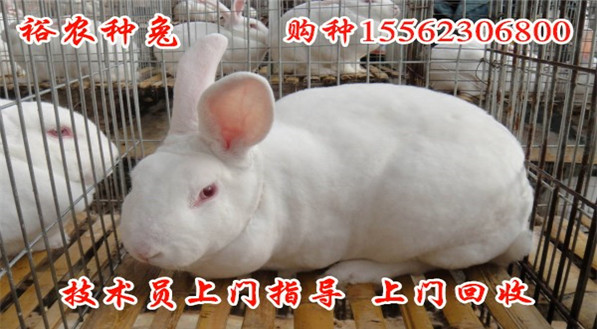 最新家兔品种概览,背景、影响与地位全解析