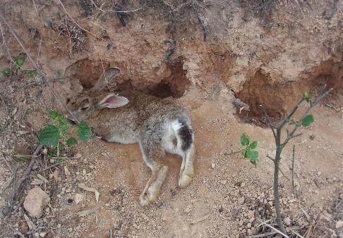 最新家兔品种概览,背景、影响与地位全解析