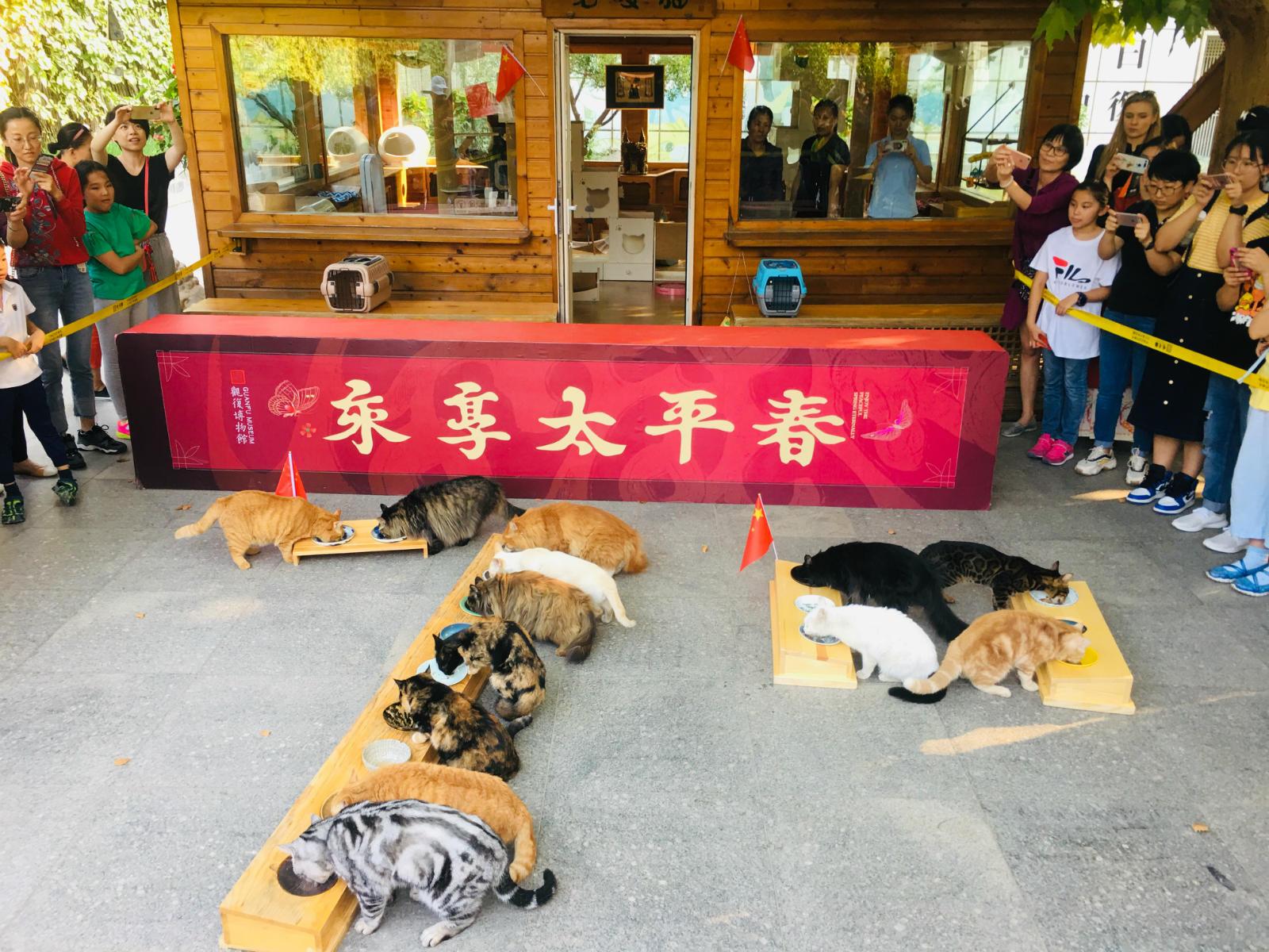 喵来啦最新版,猫咪乐园与铲屎官的福音!