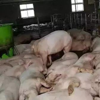 非洲猪瘟最新动态，多方观点分析、个人立场与全面消息