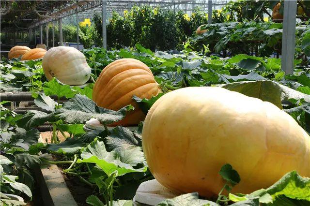 寿光政府最新疫情信息公开