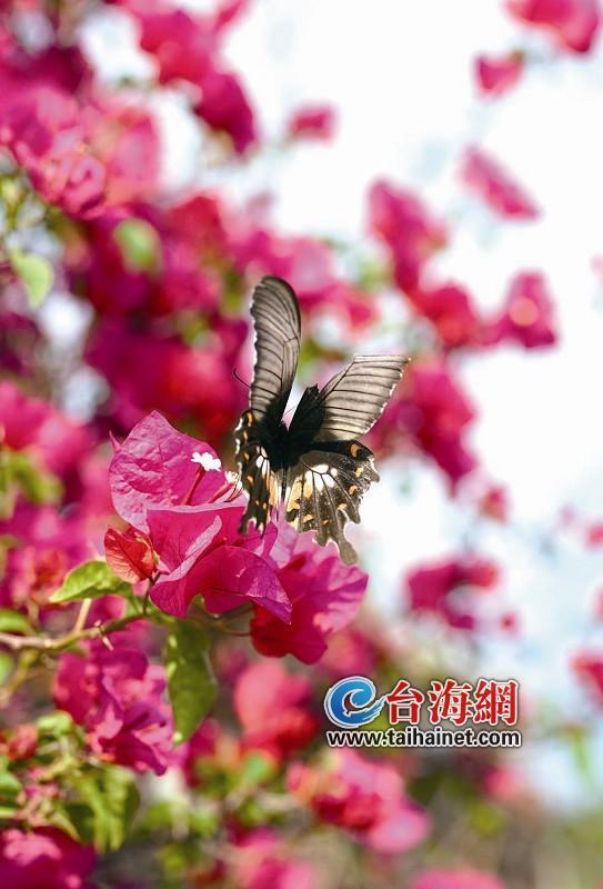 最新本命年蜕变成长与无限可能的一年说说